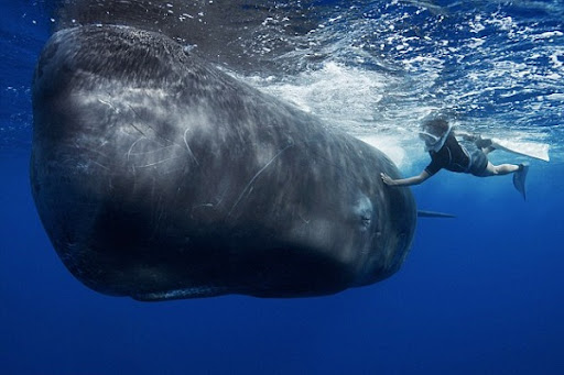 Sperm whale american renasance Disc priest spell penetration arena
